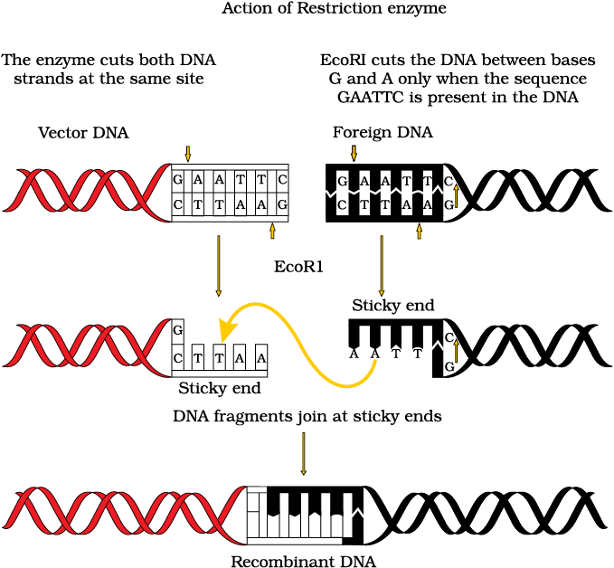 Action of Restriction Enzyme - Biotechnology Principles and Processes